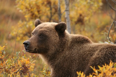 Divočinou Aljašky - Jan Šperl